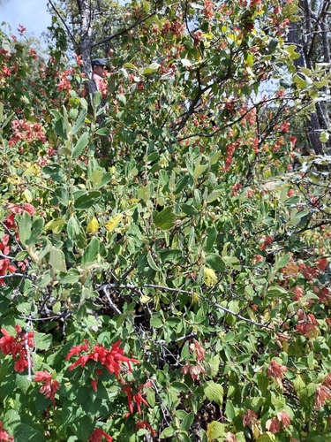 Image of Salvia regla by no rights reserved