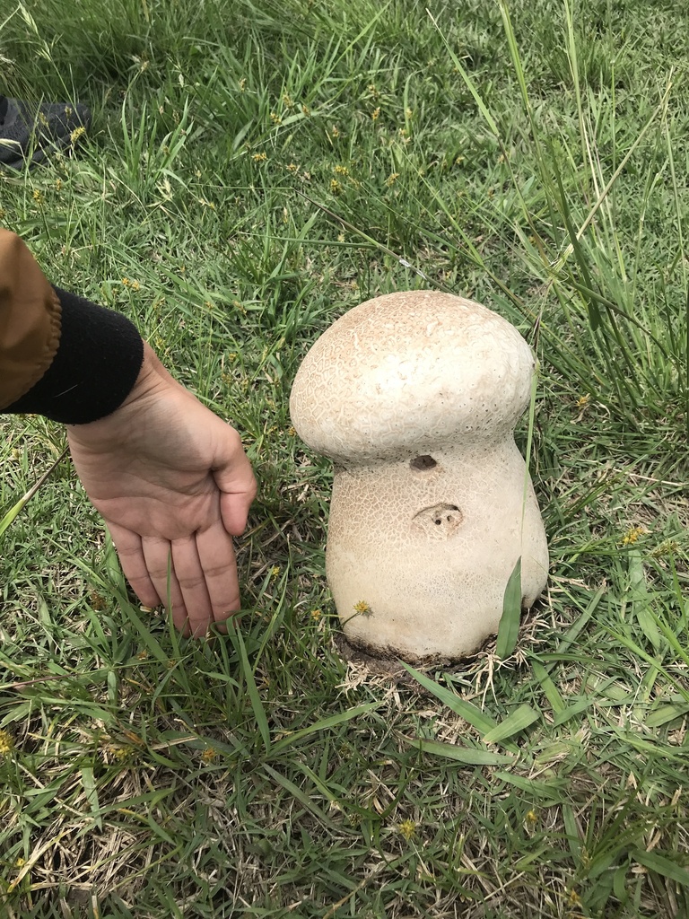 Calvatia cyathiformis · November 2023 · photo: © tutitah (iNaturalist, cc0)
