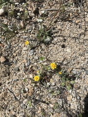 Eriophyllum wallacei