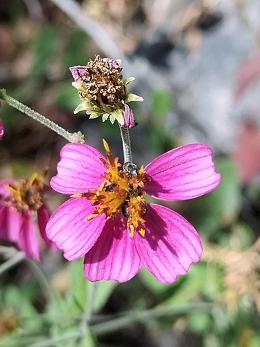 Image of Pink Beggarticks (Bidens aequisquama) by no rights reserved