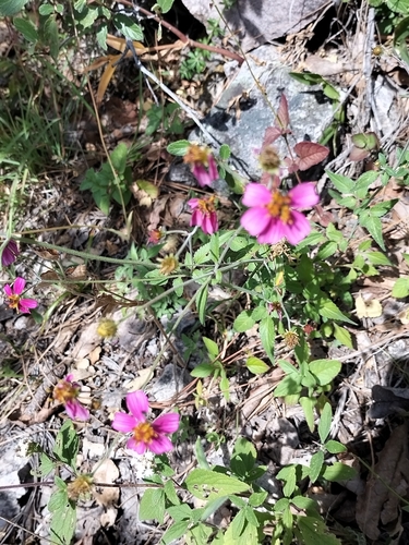 Image of Pink Beggarticks (Bidens aequisquama) by no rights reserved