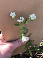 Pseudognaphalium californicum