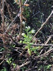 Pseudognaphalium californicum