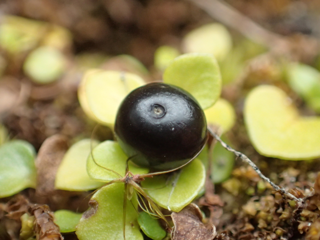 Nertera nigricarpa