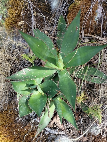 Agave maximiliana
