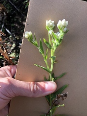 Pseudognaphalium californicum