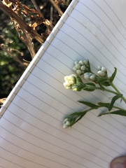 Pseudognaphalium californicum