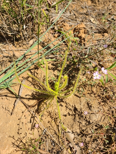 Drosera finlaysonii