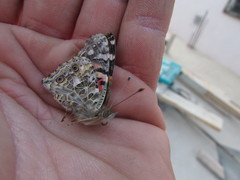 Vanessa cardui