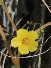Mentzelia jonesii