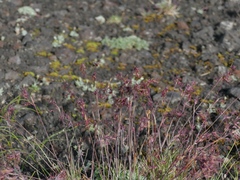 Poa malacantha