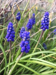 Muscari botryoides