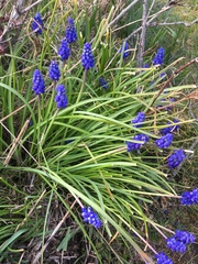 Muscari botryoides