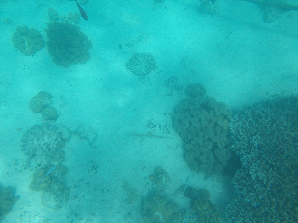 Lobophytum crassum