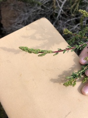 Adenostoma fasciculatum