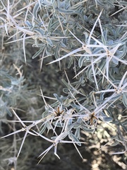 Tetradymia stenolepis