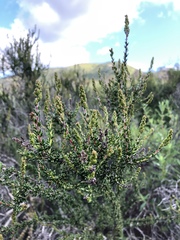 Adenostoma fasciculatum