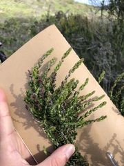 Adenostoma fasciculatum