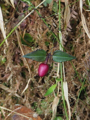 Tripterospermum luzonense