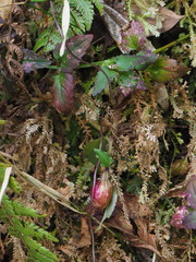 Tripterospermum luzonense