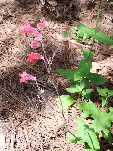 Image of Penstemon plagapineus by no rights reserved