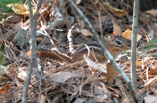 Eastern Chipmunk photographed in Louisiana