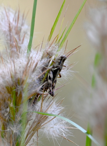 Tunica Spur-throat Grasshopper photo 5