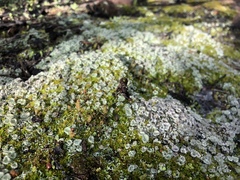 Cladonia