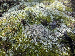 Cladonia