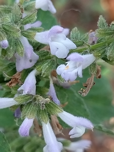 Image of Salvia roscida by no rights reserved
