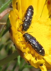 Acmaeodera decemguttata