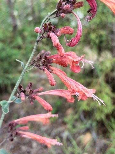 Agastache aurantiaca, photograph 5