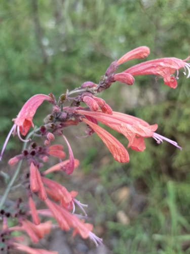 Image of Agastache aurantiaca by no rights reserved