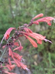 Agastache aurantiaca, photograph author not stated, no rights reserved