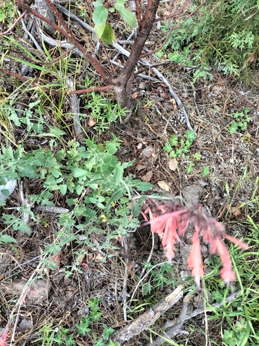 Image of Agastache aurantiaca by no rights reserved