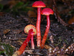 Hygrocybe collucera