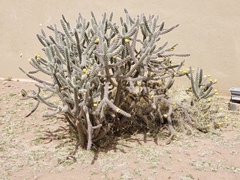 Cylindropuntia imbricata spinosior