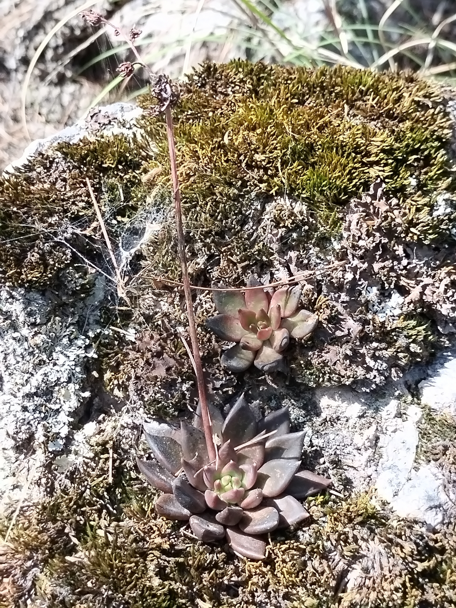Imagem de Echeveria-preta