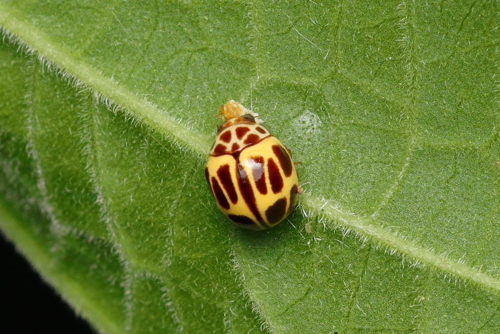 Dilatitibialis fuscomaculata