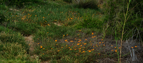 Image of Kallstroemia peninsularis by (c) Bill Levine, some rights reserved (CC BY)