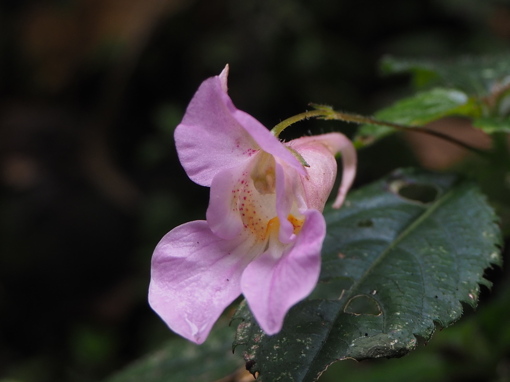 Only Colored Balsam