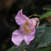 Impatiens uniflora - Photo no rights reserved, uploaded by 葉子