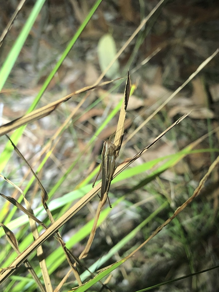 Greenish Meadow Katydid from Mt Coot-tha Forest, Mount Coot-Tha, QLD ...