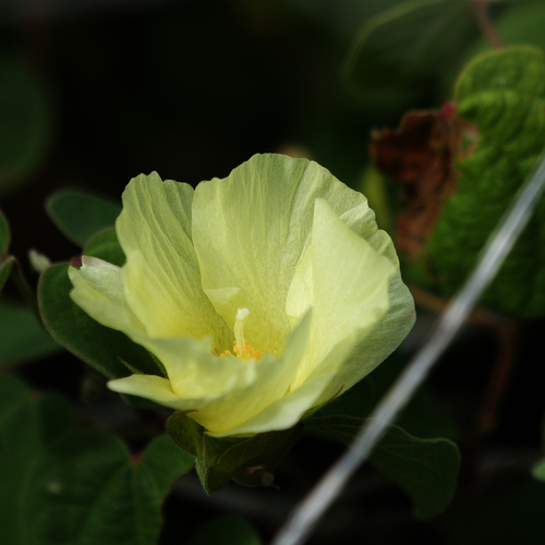 Image of Gossypium davidsonii by (c) Bill Levine, some rights reserved (CC BY)