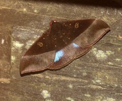 Ischyja hemiphaea