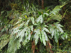 Alpinia shimadae