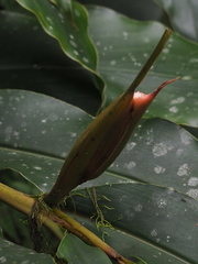 Alpinia shimadae