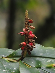 Alpinia shimadae
