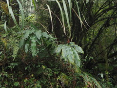 Alpinia shimadae