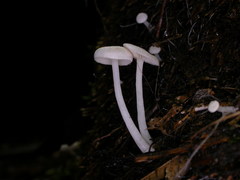 Entoloma sericellum